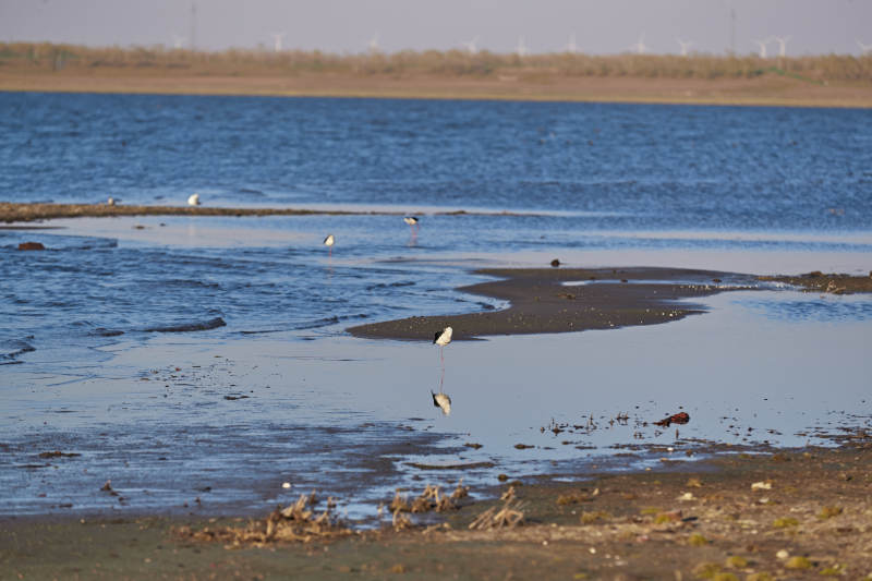河北省沽源县天鹅湖畔湿地上的鸟类