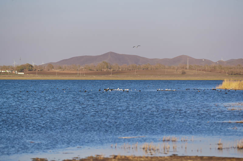 河北省沽源县天鹅湖畔湿地上的鸟类