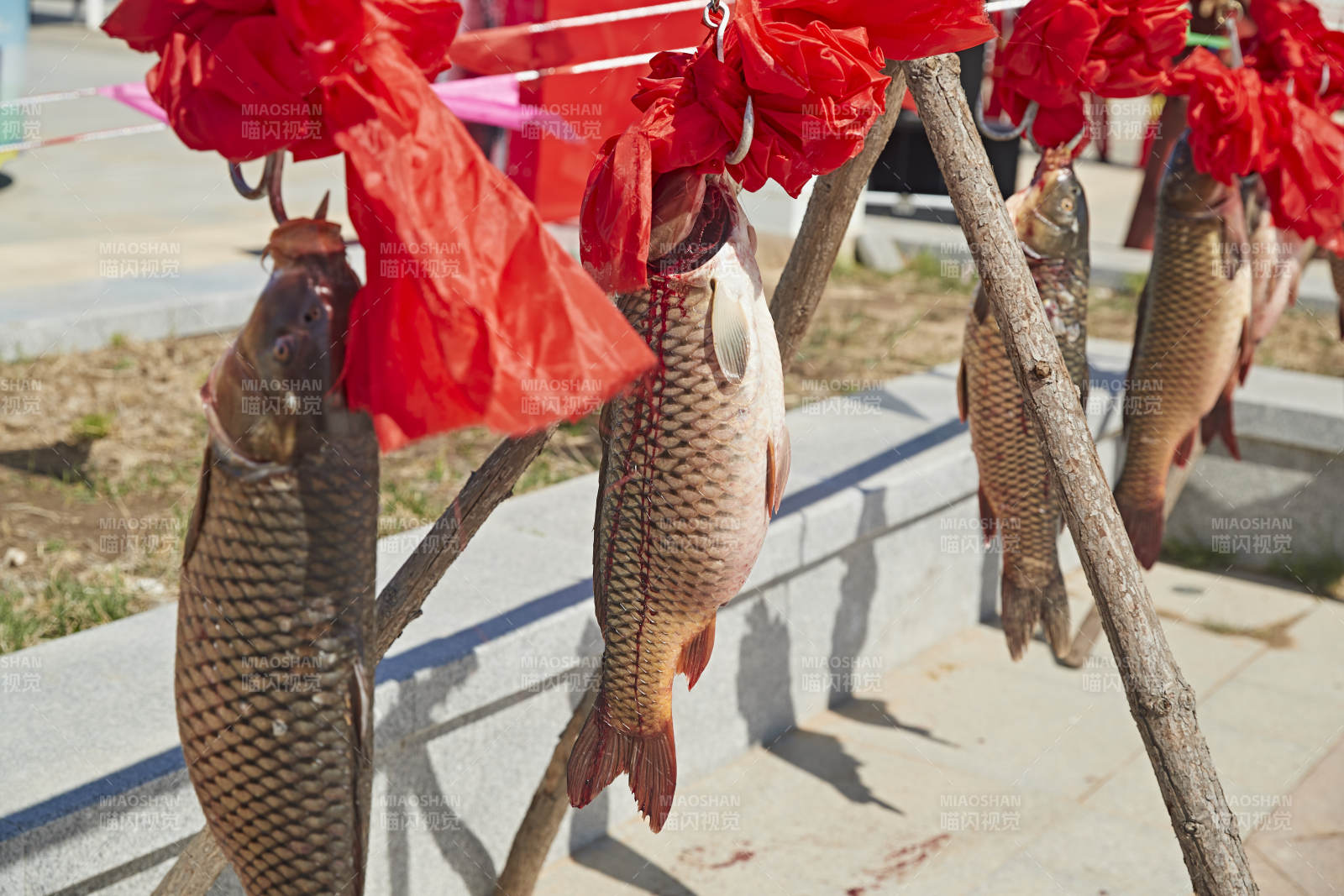 展示架上的捕捞野生大鲤鱼
