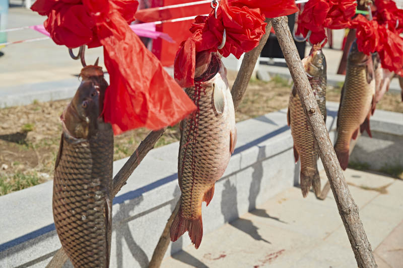 展示架上的捕捞野生大鲤鱼