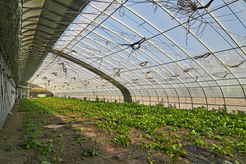 河北省沽源县库伦淖尔景区春季蔬菜大棚