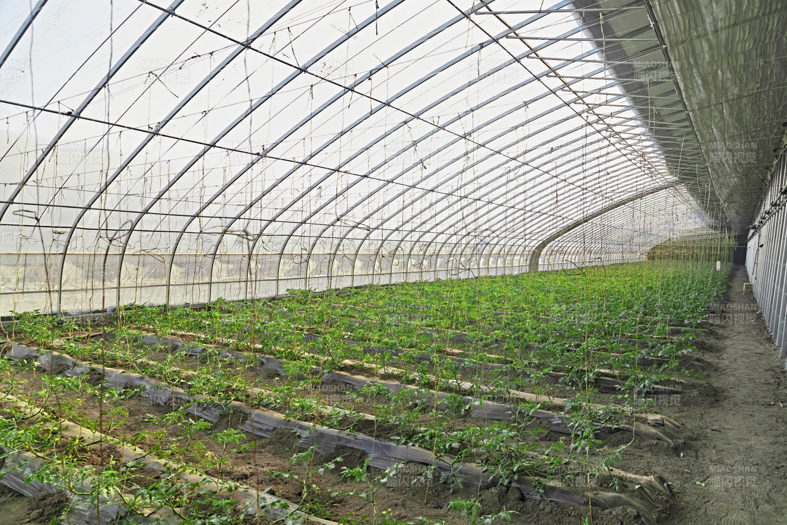 河北省沽源县库伦淖尔景区春季蔬菜大棚