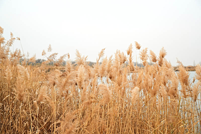 深秋初冬的荒野秋瑟湖边风景