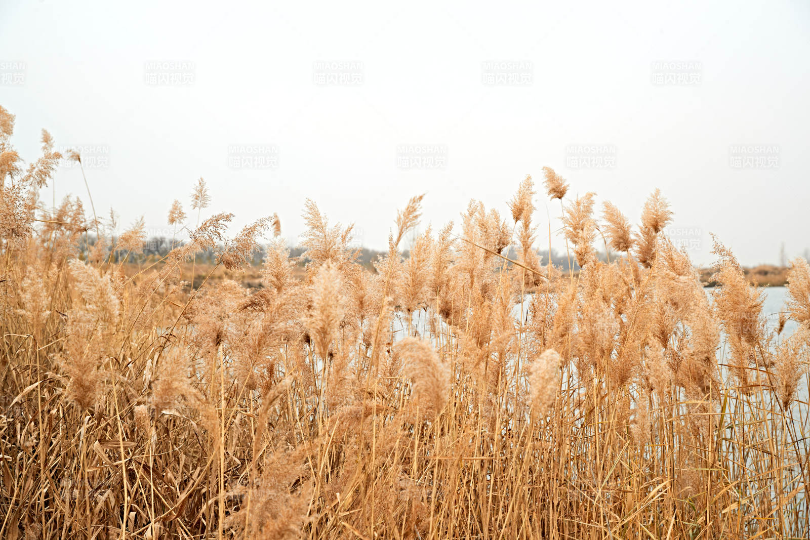 深秋初冬的荒野秋瑟湖边风景