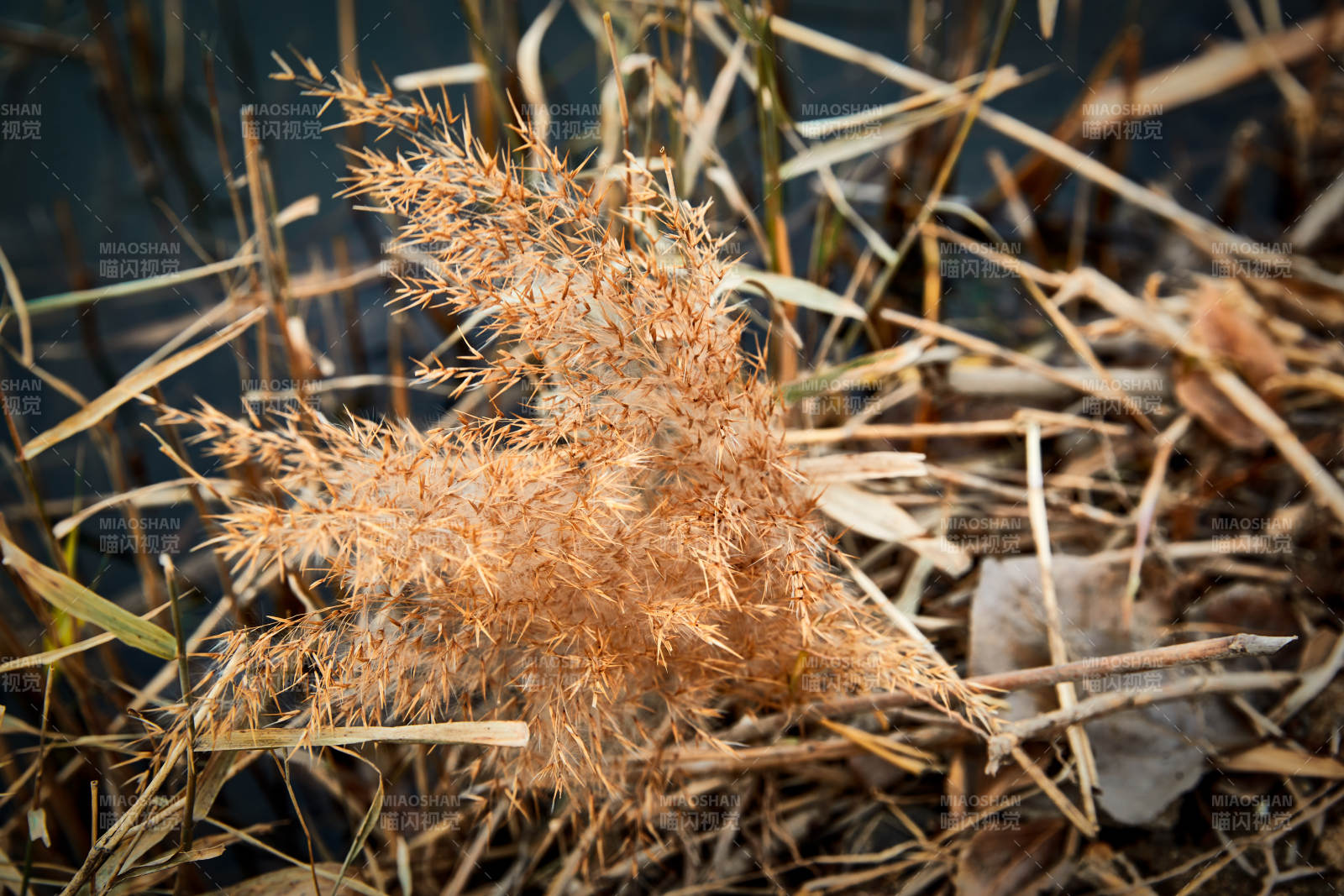 深秋初冬的荒野秋瑟湖边风景