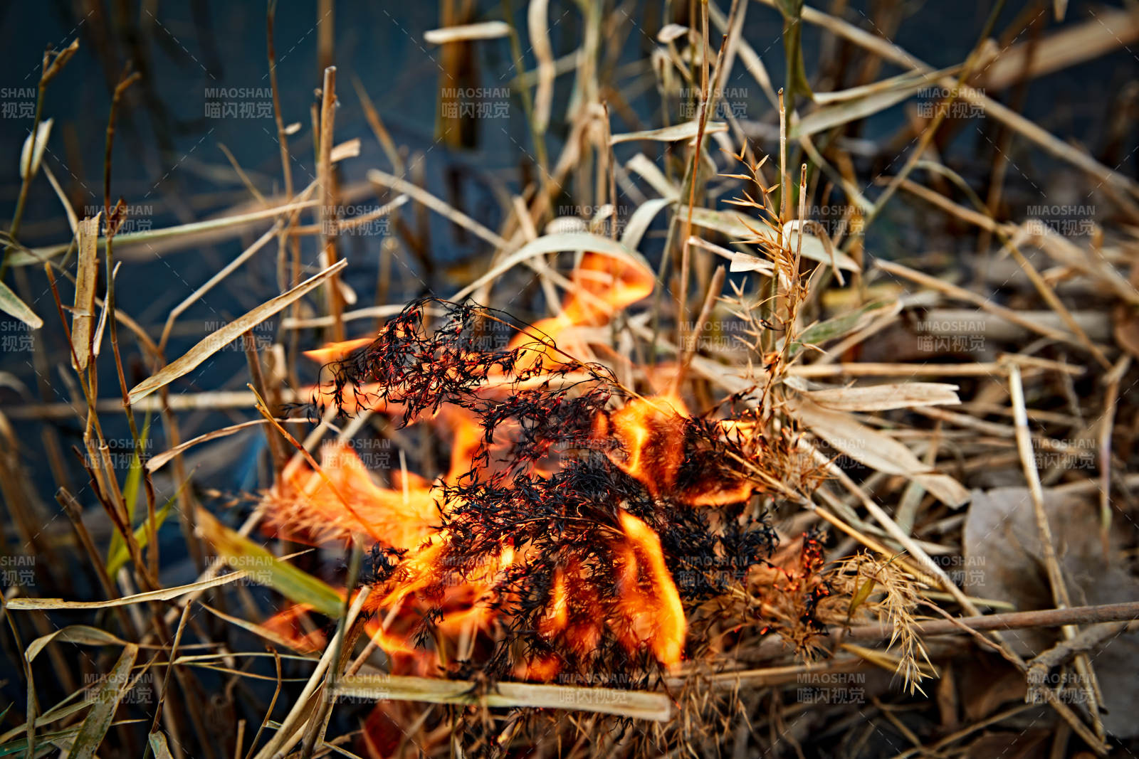 深秋湖边芦苇上燃烧的野火