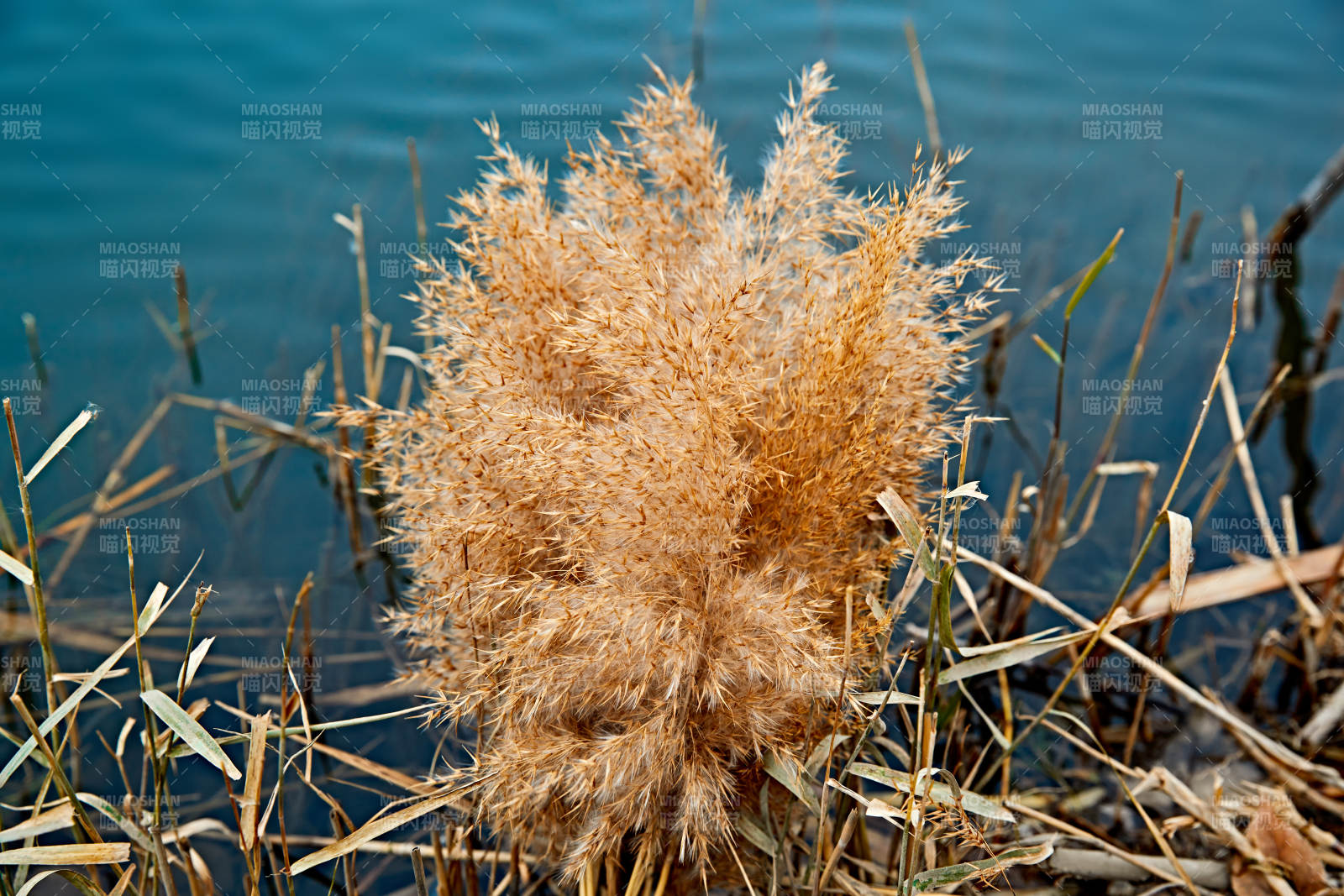 深秋湖边芦苇上燃烧的野火