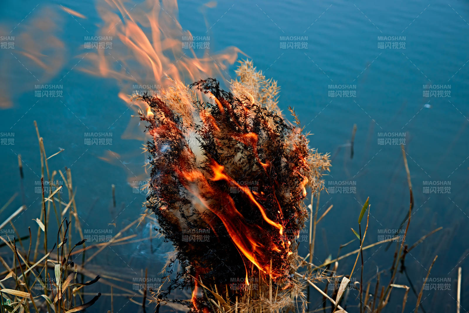 深秋湖边芦苇上燃烧的野火