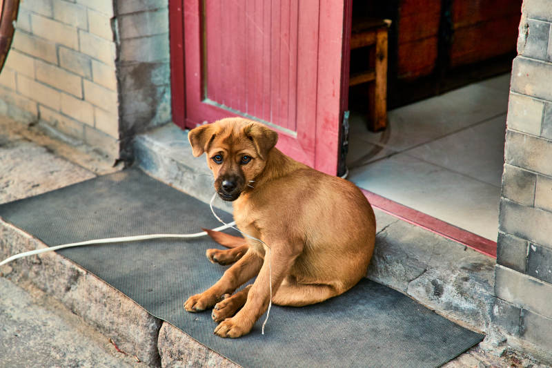 趴在店铺门外的中华田园犬小黄