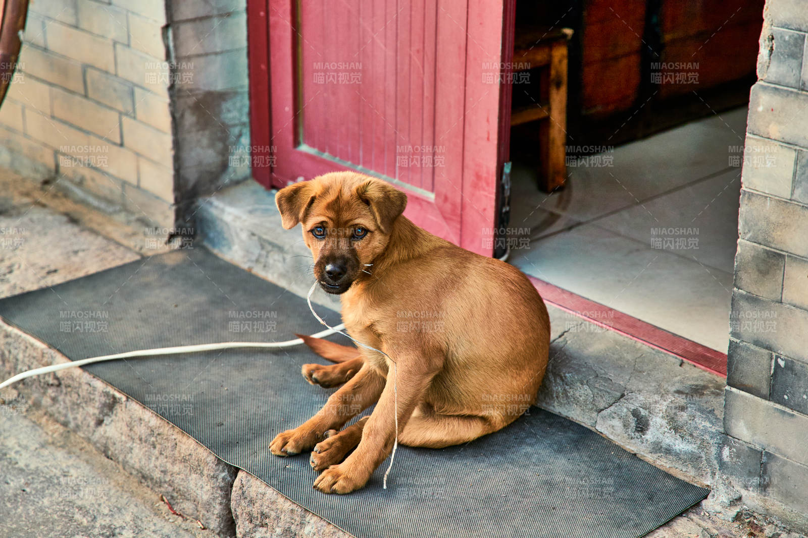 趴在店铺门外的中华田园犬小黄