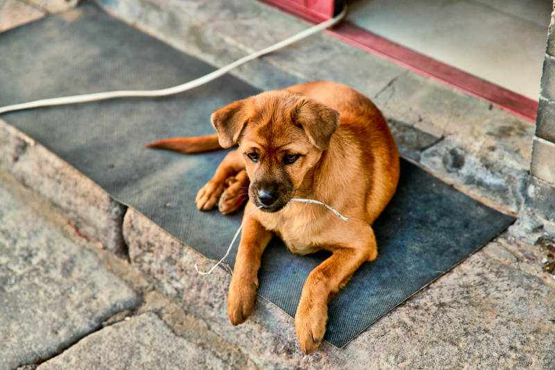 趴在店铺门外的中华田园犬小黄