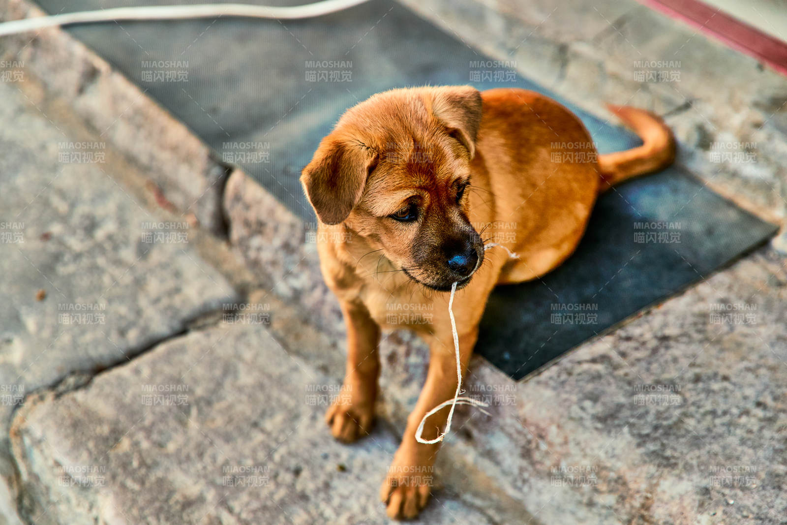 趴在店铺门外的中华田园犬小黄