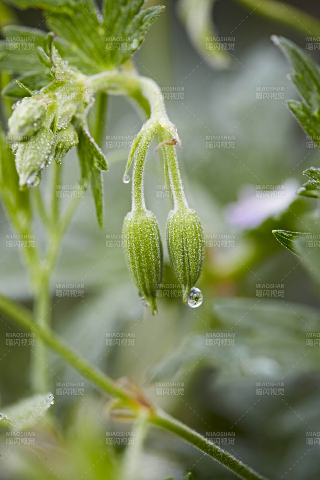 盛夏坝上草原绽放盛开的野花微距摄影