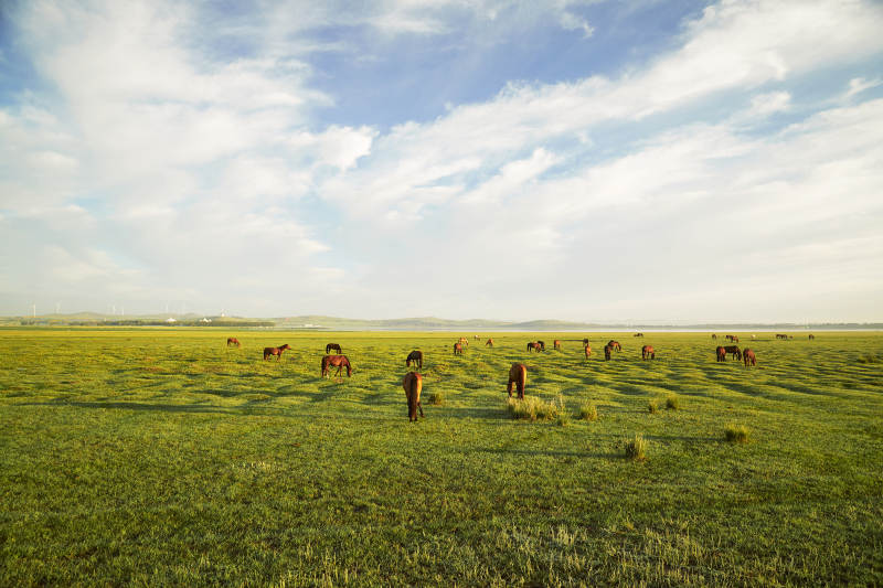 河北省沽源县库伦淖尔景区清晨的草原牧马