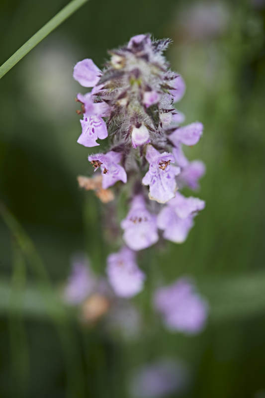 盛夏坝上草原绽放盛开的野花微距摄影