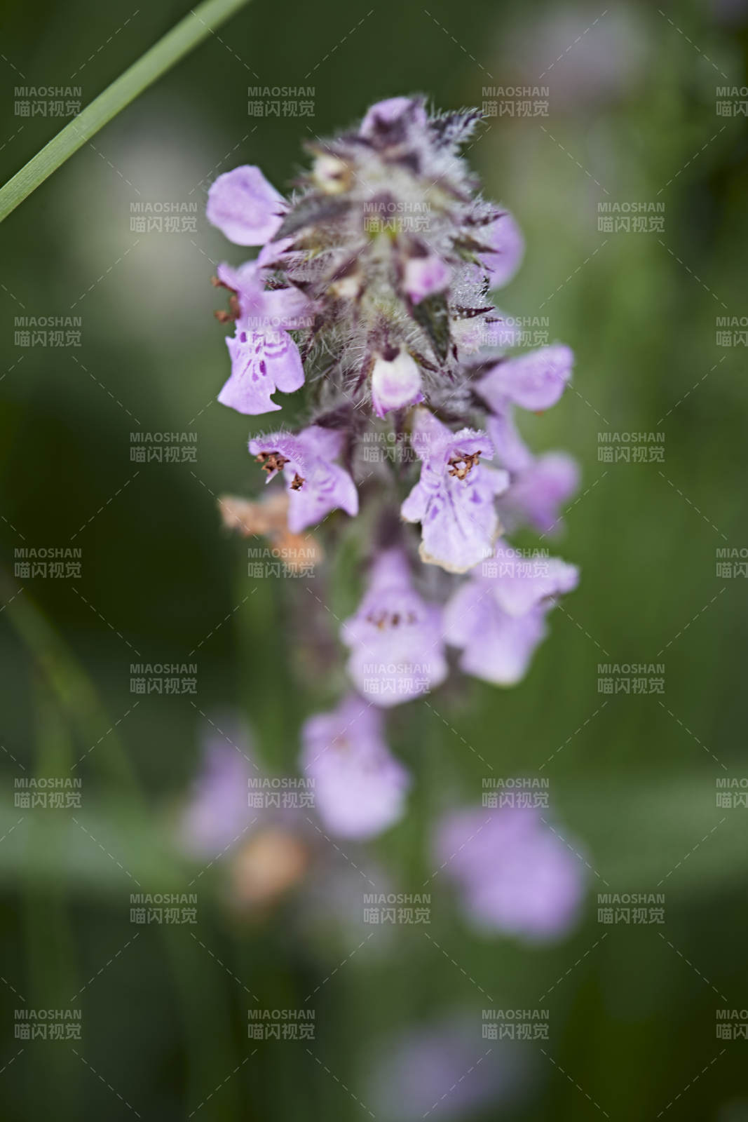 盛夏坝上草原绽放盛开的野花微距摄影
