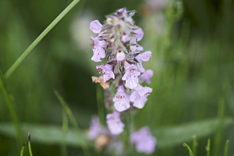 盛夏坝上草原绽放盛开的野花微距摄影