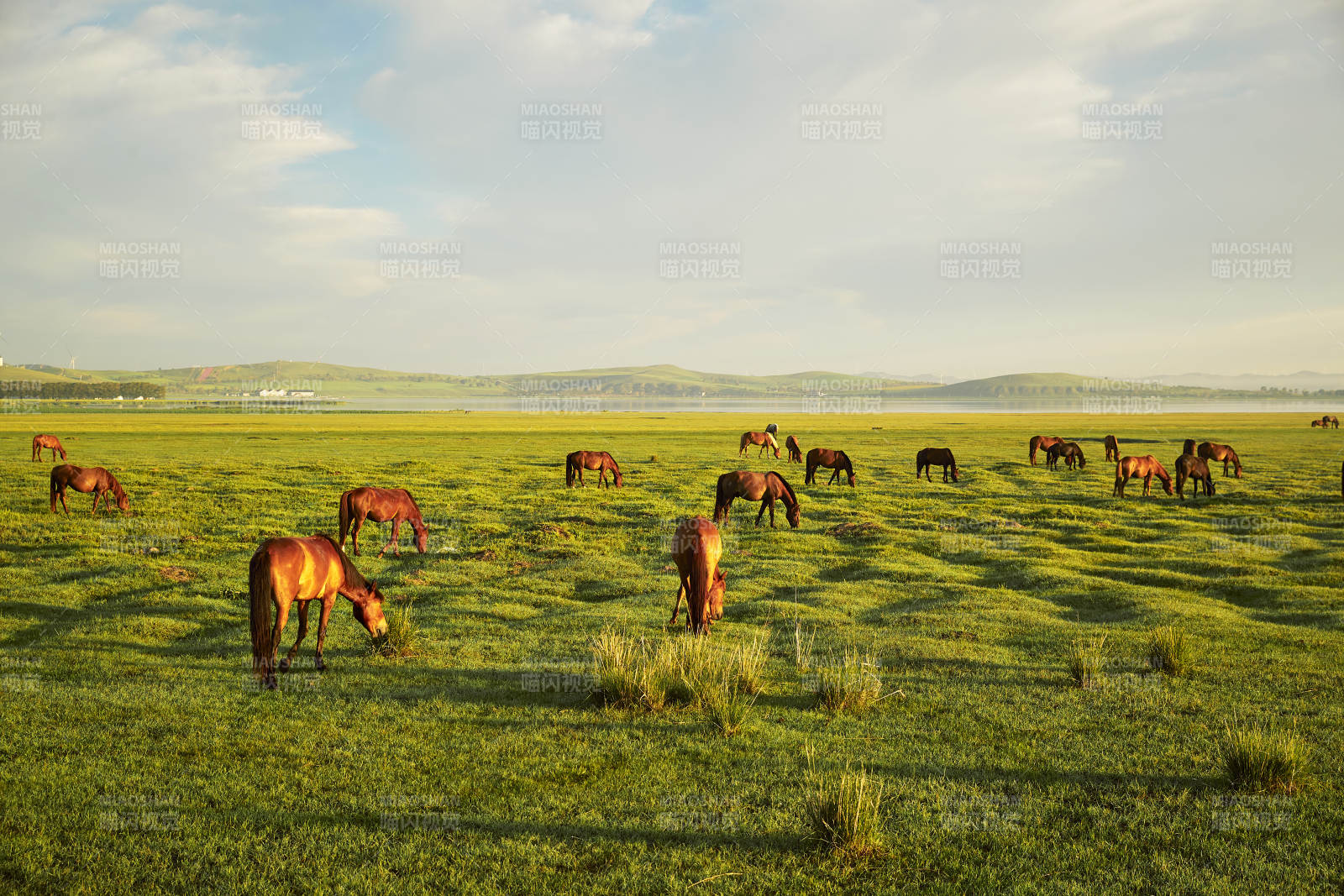 河北省沽源县库伦淖尔景区清晨的草原牧马