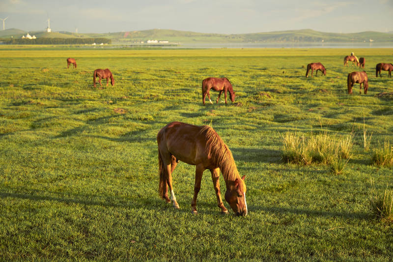河北省沽源县库伦淖尔景区清晨的草原牧马