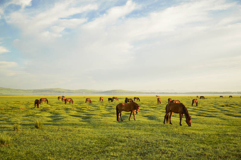 河北省沽源县库伦淖尔景区清晨的草原牧马