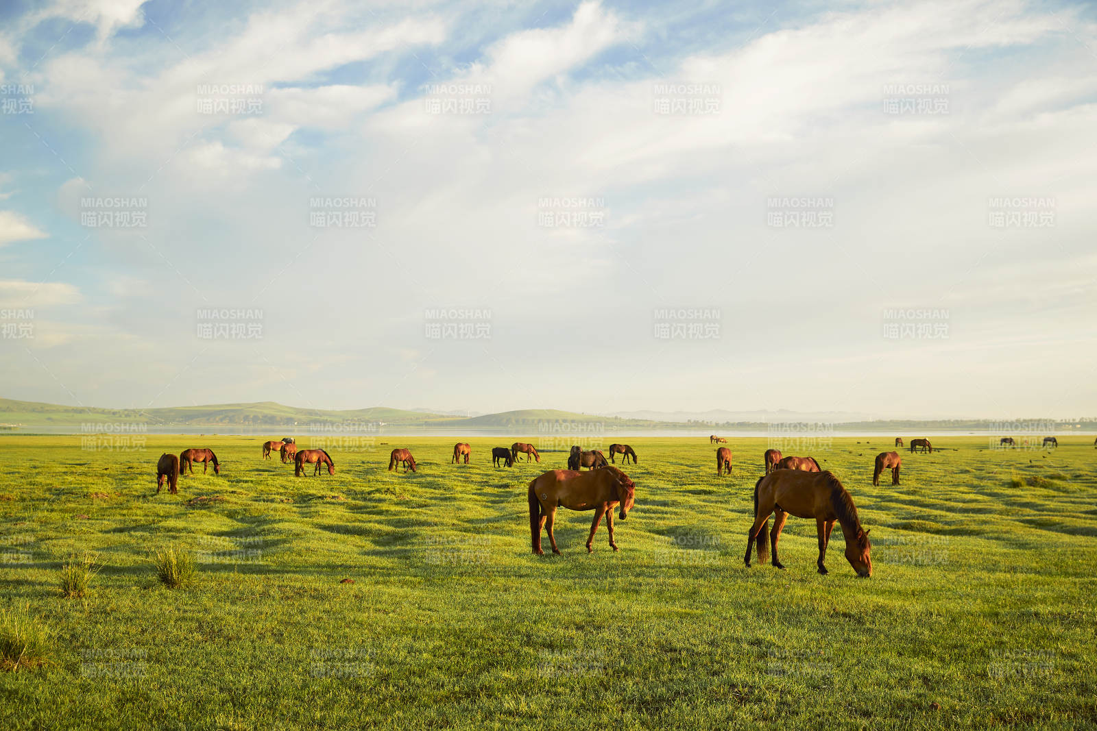 河北省沽源县库伦淖尔景区清晨的草原牧马