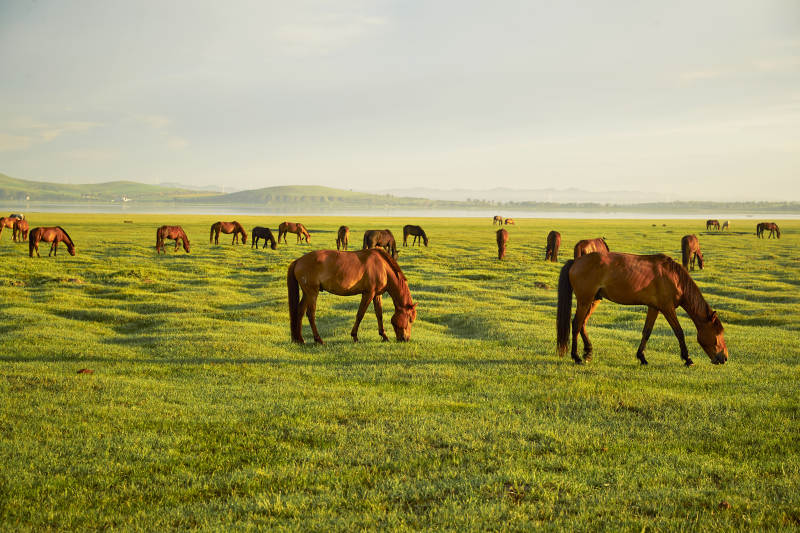 河北省沽源县库伦淖尔景区清晨的草原牧马