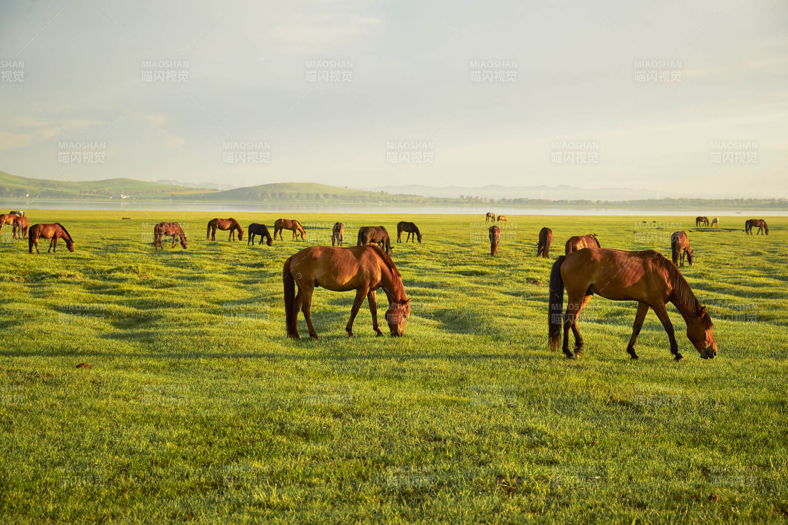 河北省沽源县库伦淖尔景区清晨的草原牧马