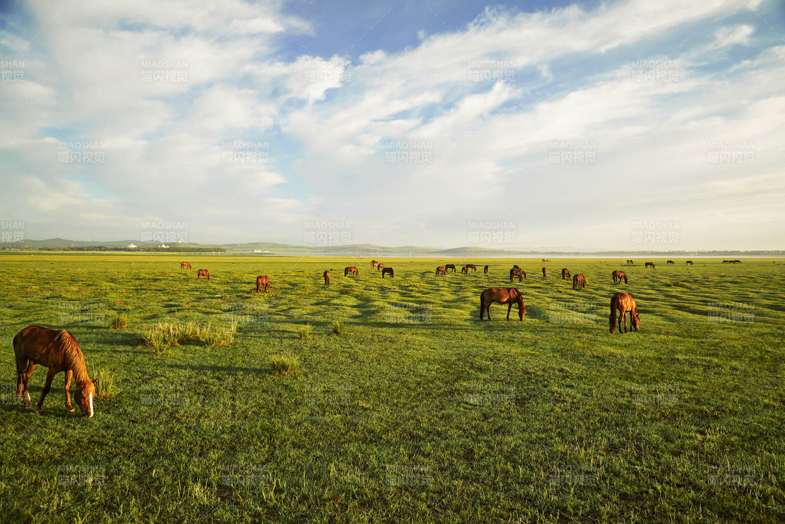 河北省沽源县库伦淖尔景区清晨的草原牧马