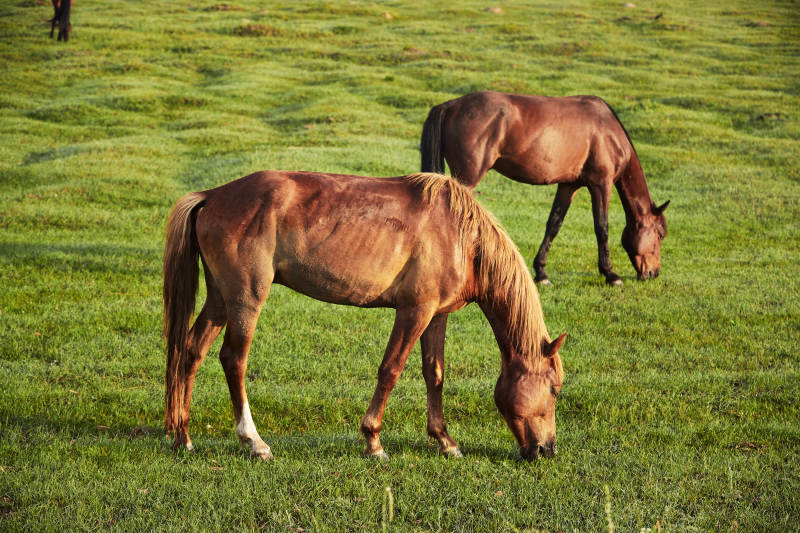 河北省沽源县库伦淖尔景区清晨的草原牧马