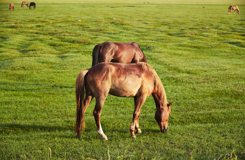 河北省沽源县库伦淖尔景区清晨的草原牧马