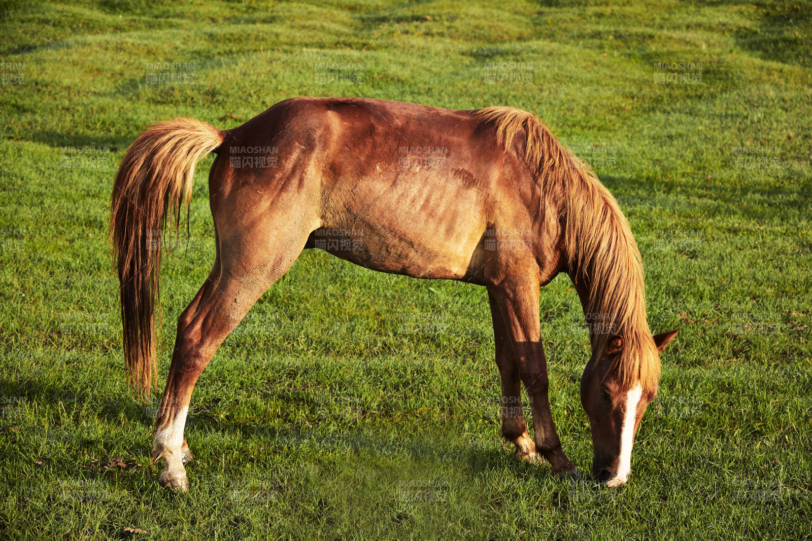 河北省沽源县库伦淖尔景区清晨的草原牧马