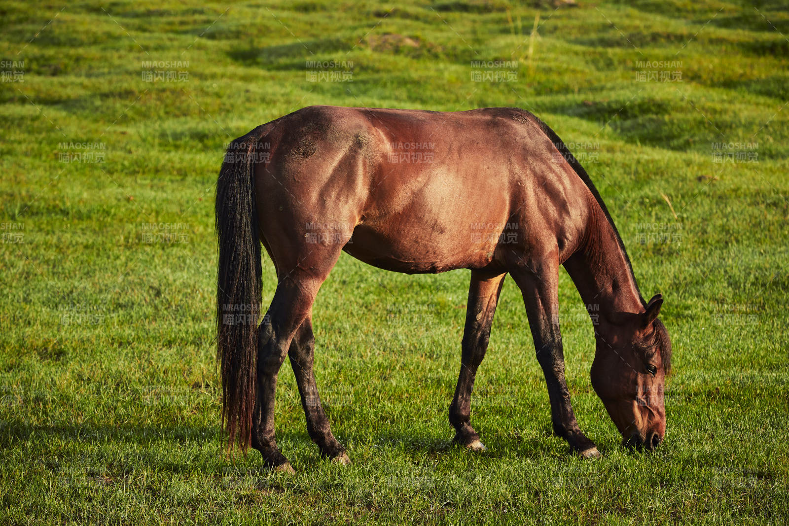 河北省沽源县库伦淖尔景区清晨的草原牧马