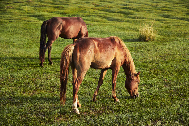 河北省沽源县库伦淖尔景区清晨的草原牧马
