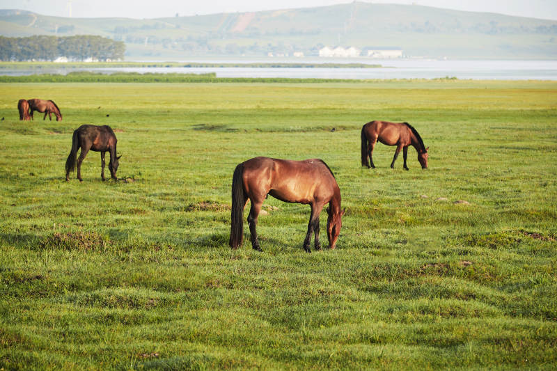 河北省沽源县库伦淖尔景区清晨的草原牧马