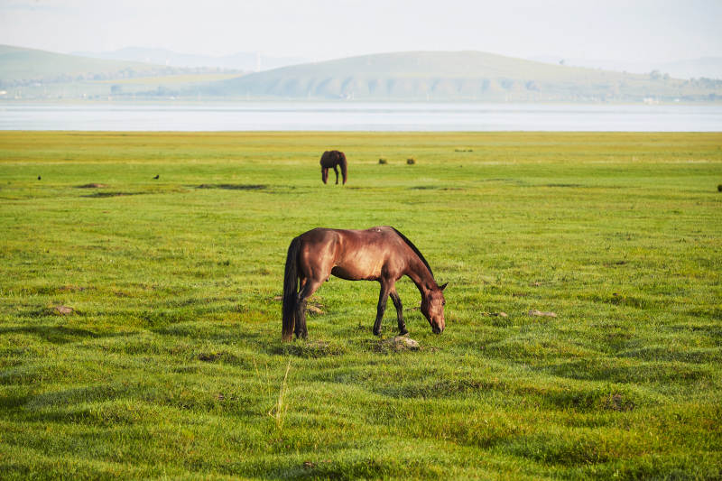 河北省沽源县库伦淖尔景区清晨的草原牧马