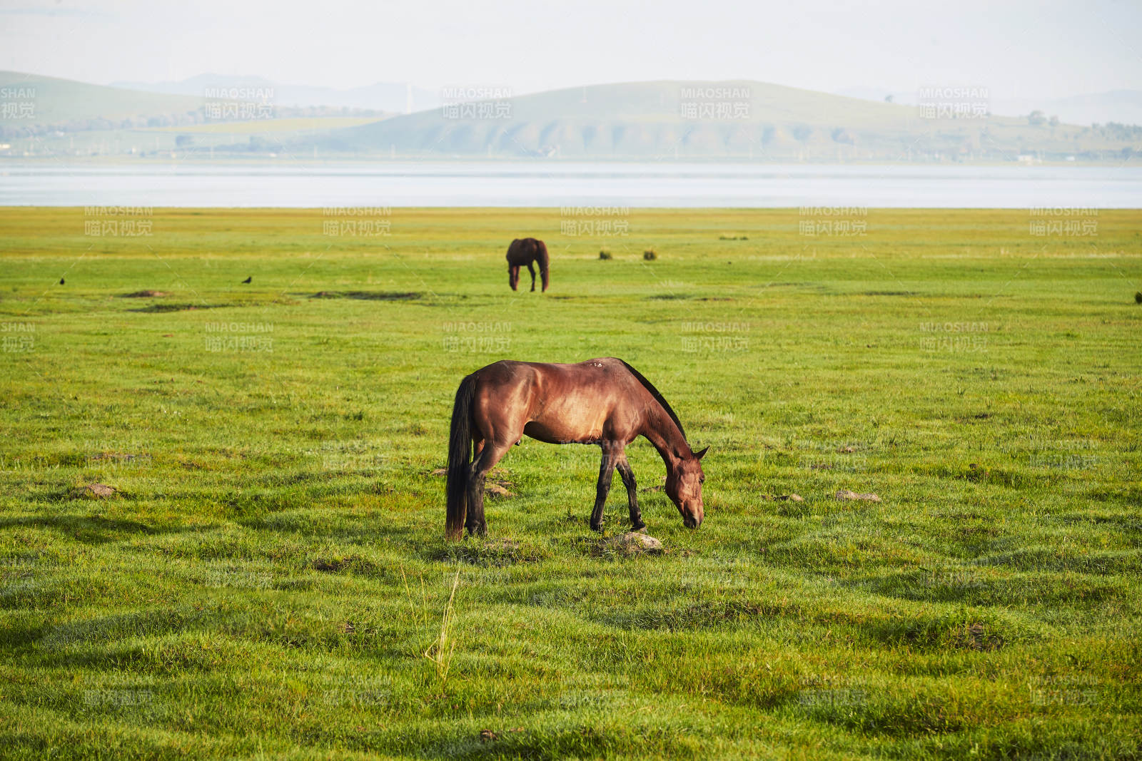 河北省沽源县库伦淖尔景区清晨的草原牧马