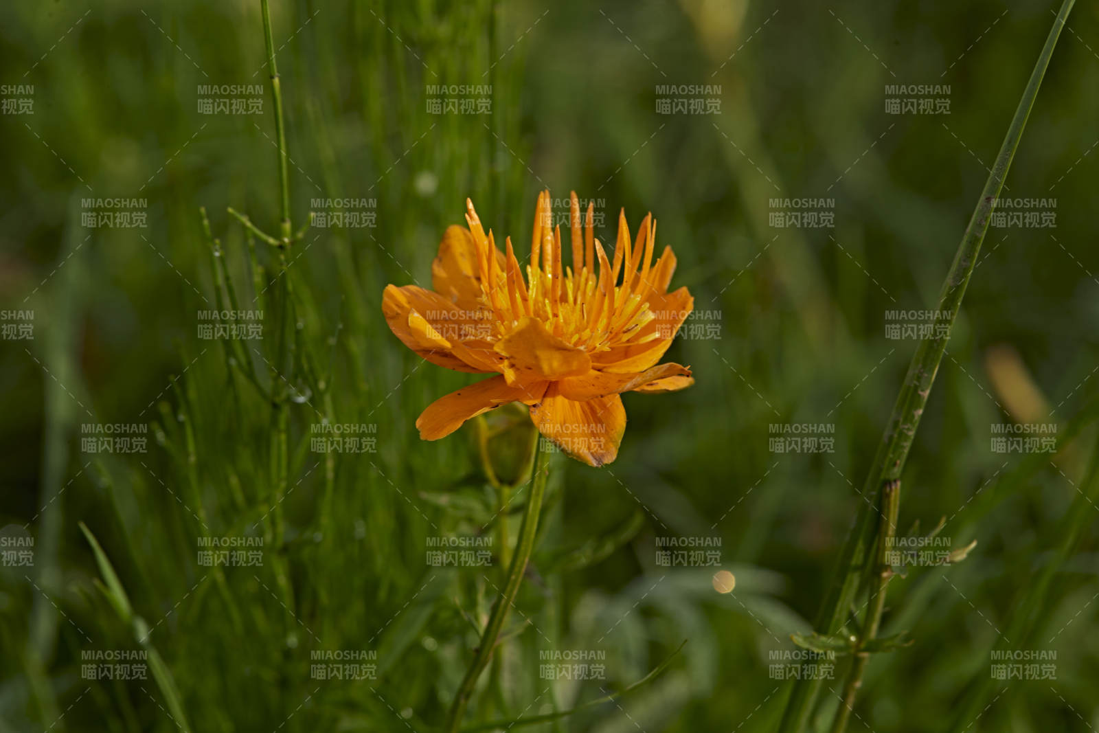 草原上盛开的金莲花