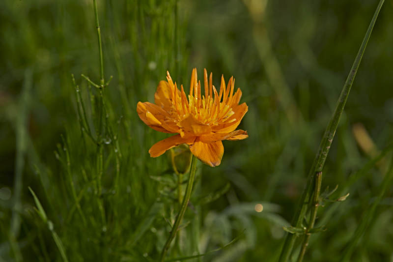 草原上盛开的金莲花