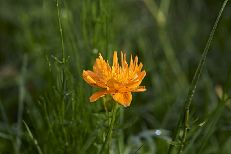 草原上盛开的金莲花