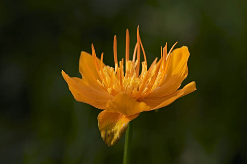 草原上盛开的金莲花