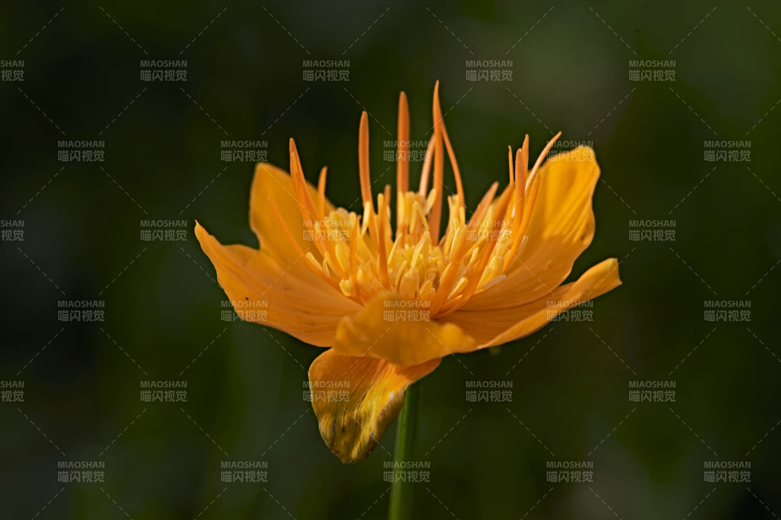 草原上盛开的金莲花