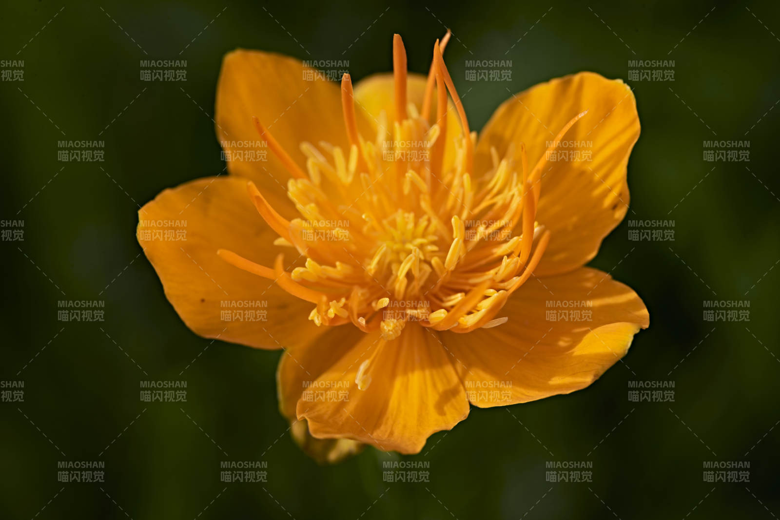 草原上盛开的金莲花