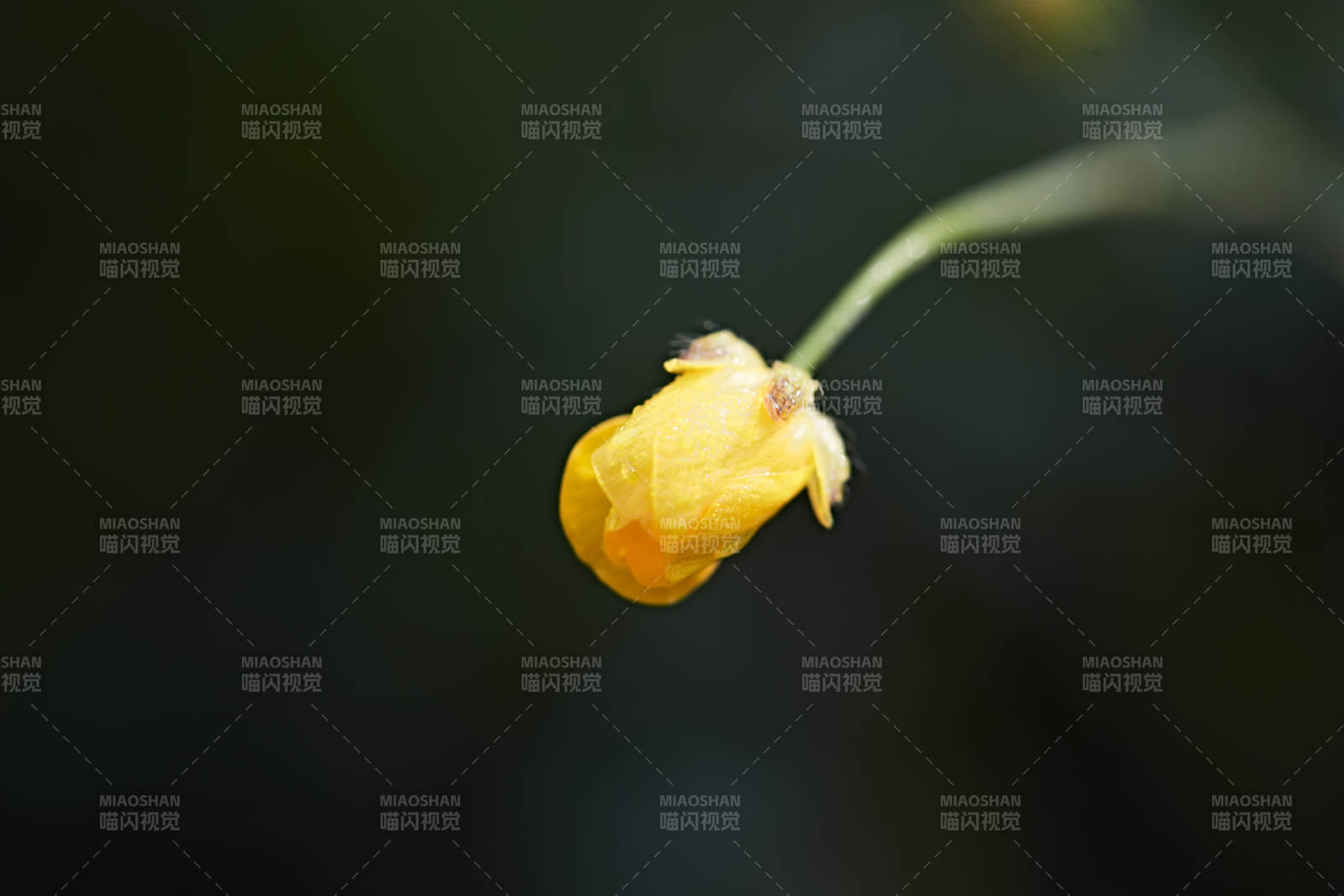 盛夏坝上草原绽放盛开的野花微距摄影