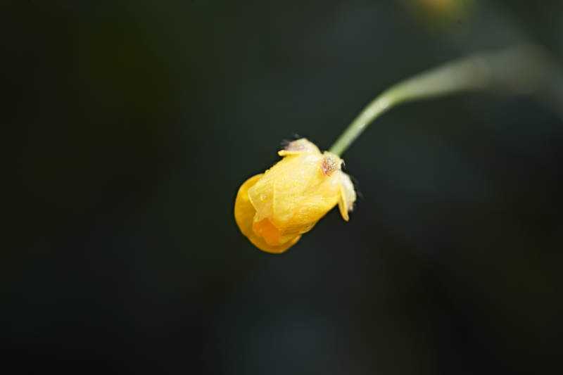 盛夏坝上草原绽放盛开的野花微距摄影