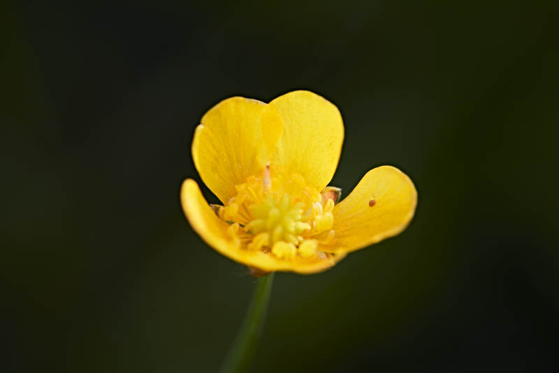 盛夏坝上草原绽放盛开的野花微距摄影