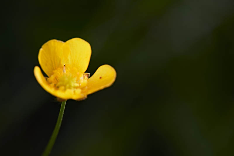 盛夏坝上草原绽放盛开的野花微距摄影