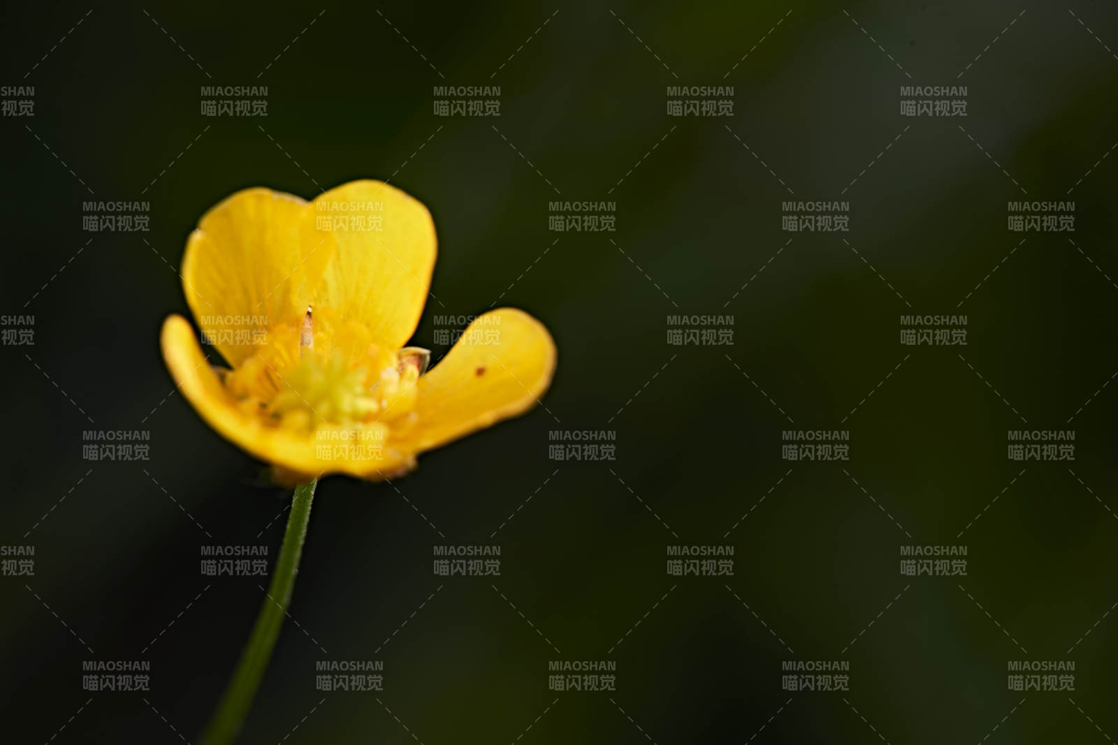 盛夏坝上草原绽放盛开的野花微距摄影