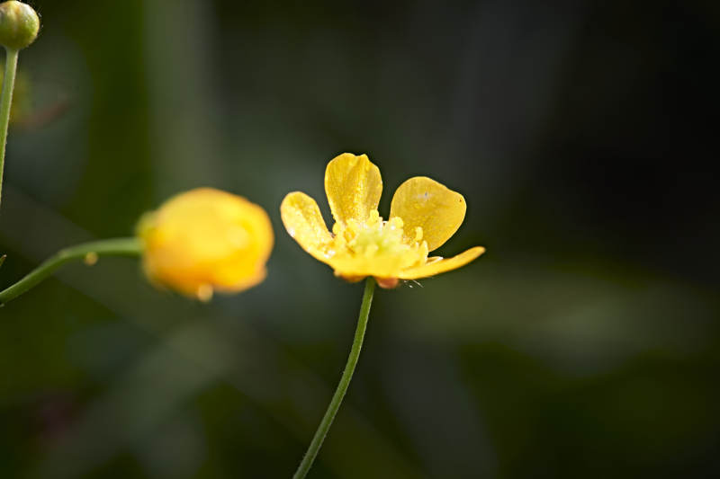 盛夏坝上草原绽放盛开的野花微距摄影