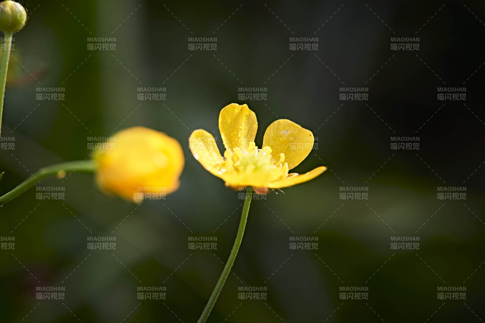 盛夏坝上草原绽放盛开的野花微距摄影