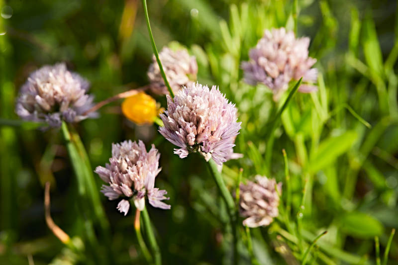 盛夏坝上草原绽放盛开的野花微距摄影